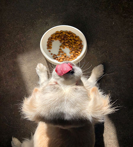 photo of happy dog